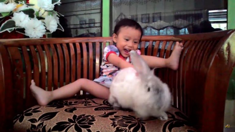 Asiknya bermain kelinci